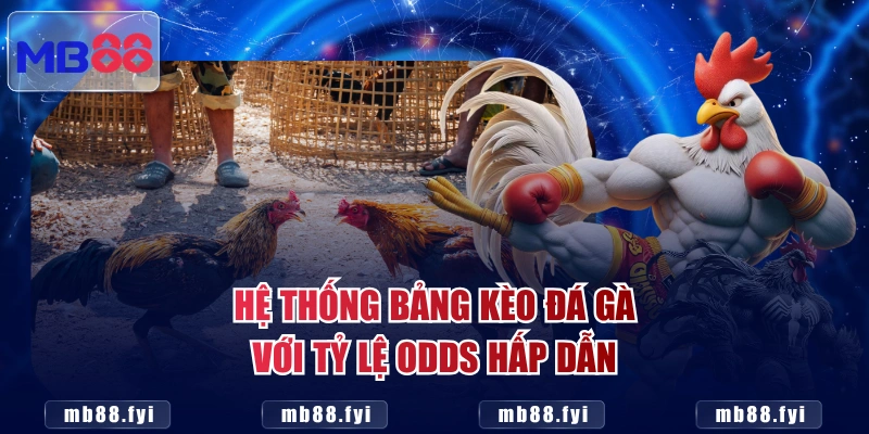 Hệ thống bảng kèo đá gà với tỷ lệ Odds hấp dẫn