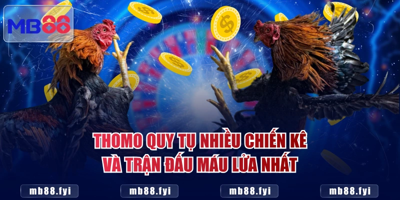Thomo quy tụ nhiều chiến kê và trận đấu máu lửa nhất