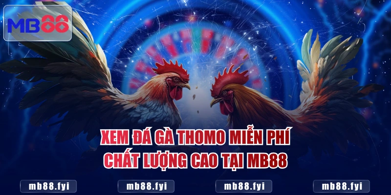 Xem đá gà Thomo miễn phí chất lượng cao tại MB88